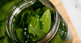 Varis, Eklem Ağrıları ve Baş Ağrısı için Defne Yaprağı Kürü Hazırladı