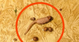 Kıyma İçindeki O Garip Lifli Parçanın Gerçekte Ne Olduğunu Öğrendim